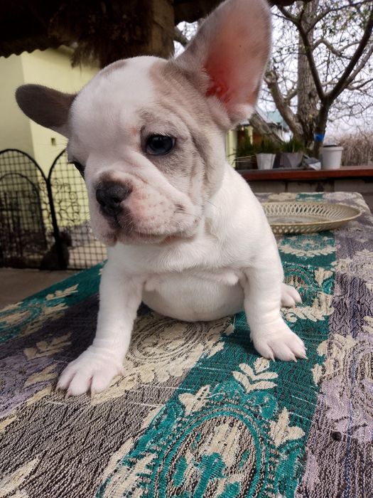 Цуценята французького бульдога