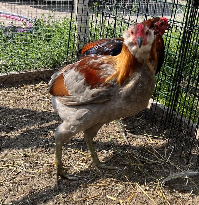 Araucany, kogut, koguty, kury, rasa ozdobna