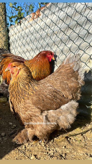 Brahma perdiz Dourado/azul [frangos]