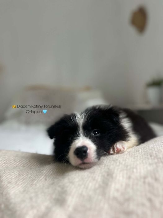 Border collie szczenię z rodowodem