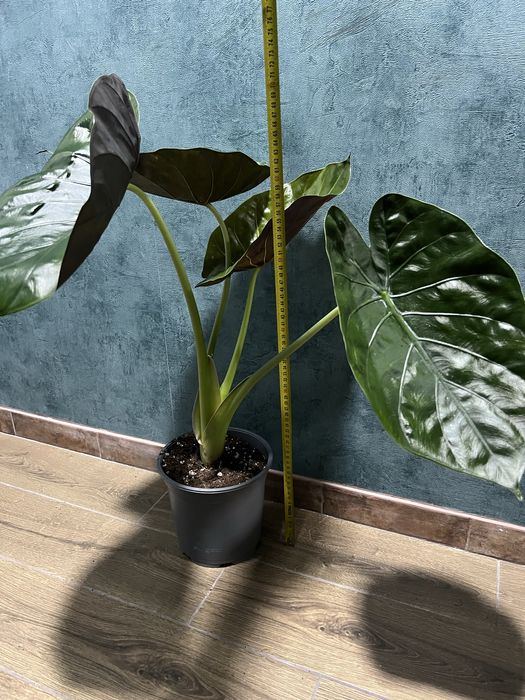 Anthurium Crystallinum X Regale  (Anthurium regale)