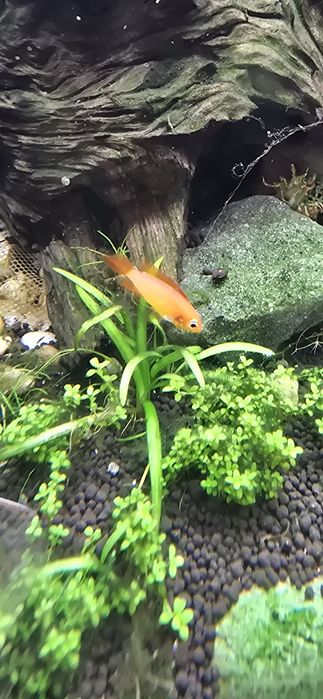 Vendo par de Apistograma Agazizii Fire Red