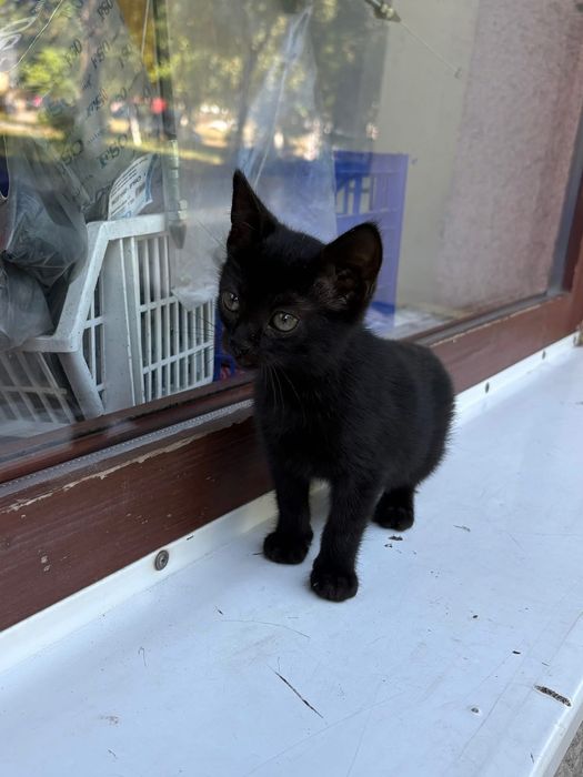 Котик в добрі руки.безкоштовно