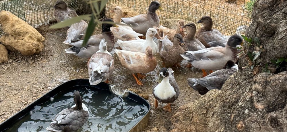Patos Mignon  Palmela/Setubal