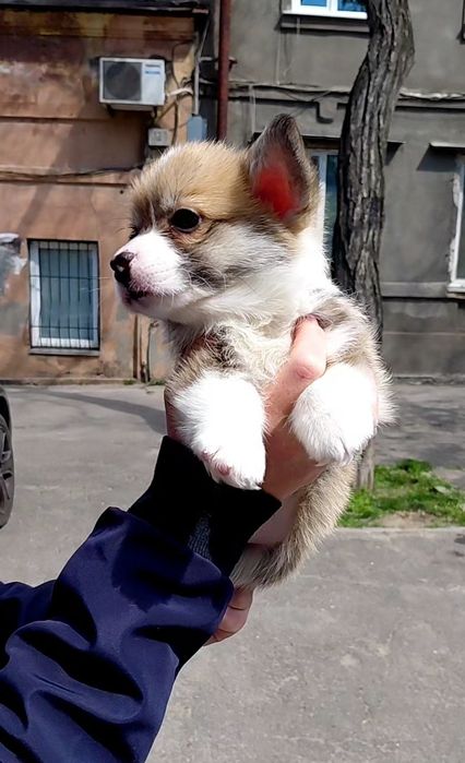 Кукольный малыш  вельш корги