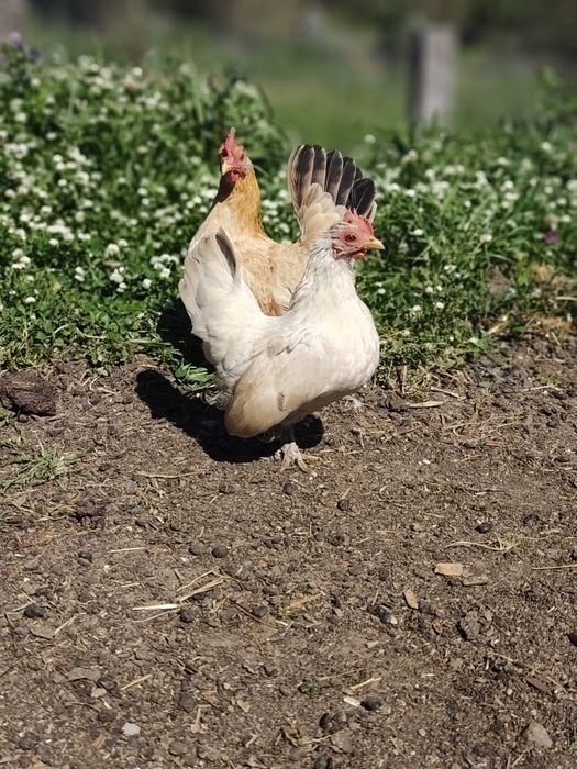 Ovos Marans e Seramas incubação