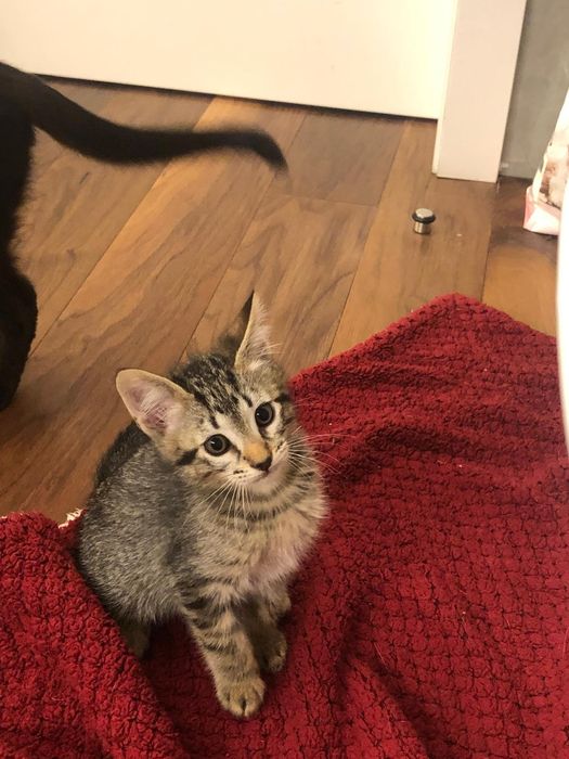 Gatinho 3meses muito meigo