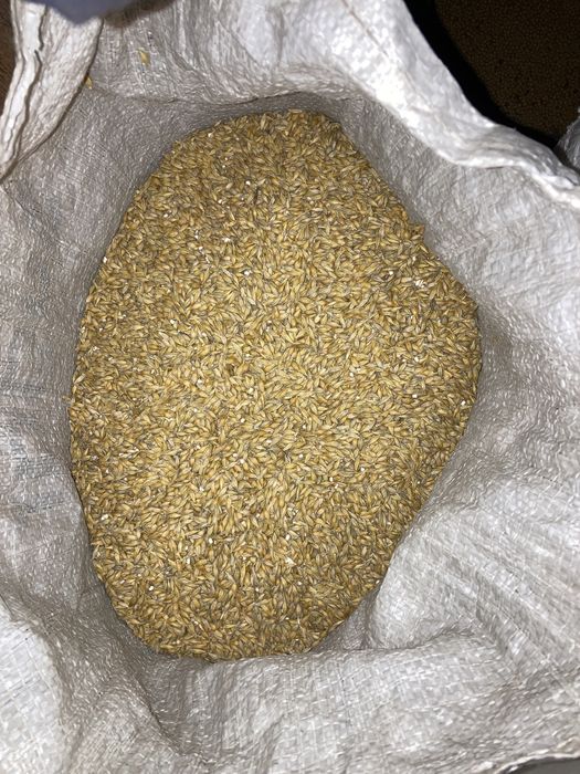 Ячмінь ярий СТОУК