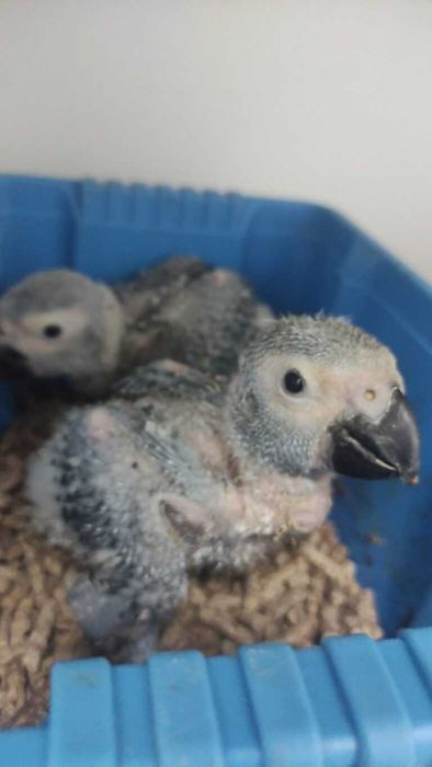 Papagaios cinzentos bebes