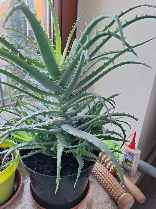aloes krzewiaty duży, sok nalewka