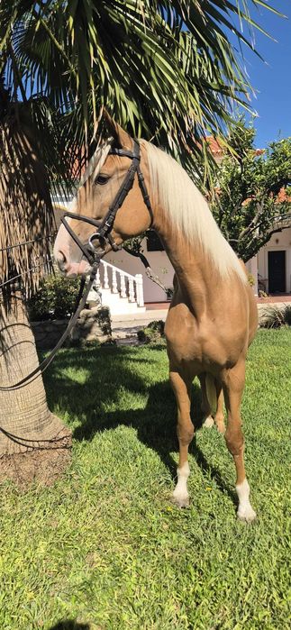 Palomina com Talento e Equilíbrio