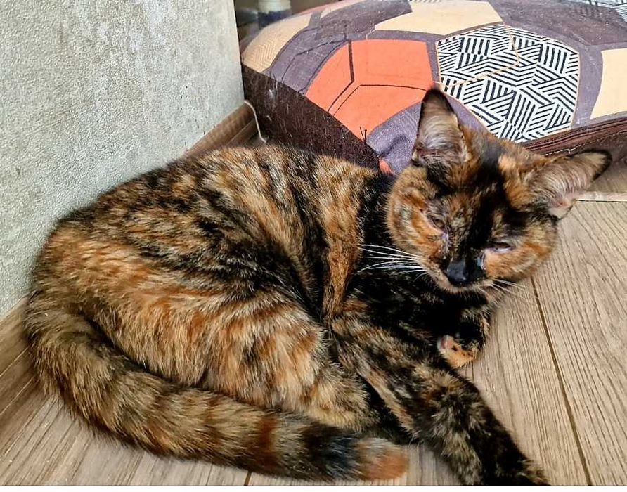 Кошеня шукає дім