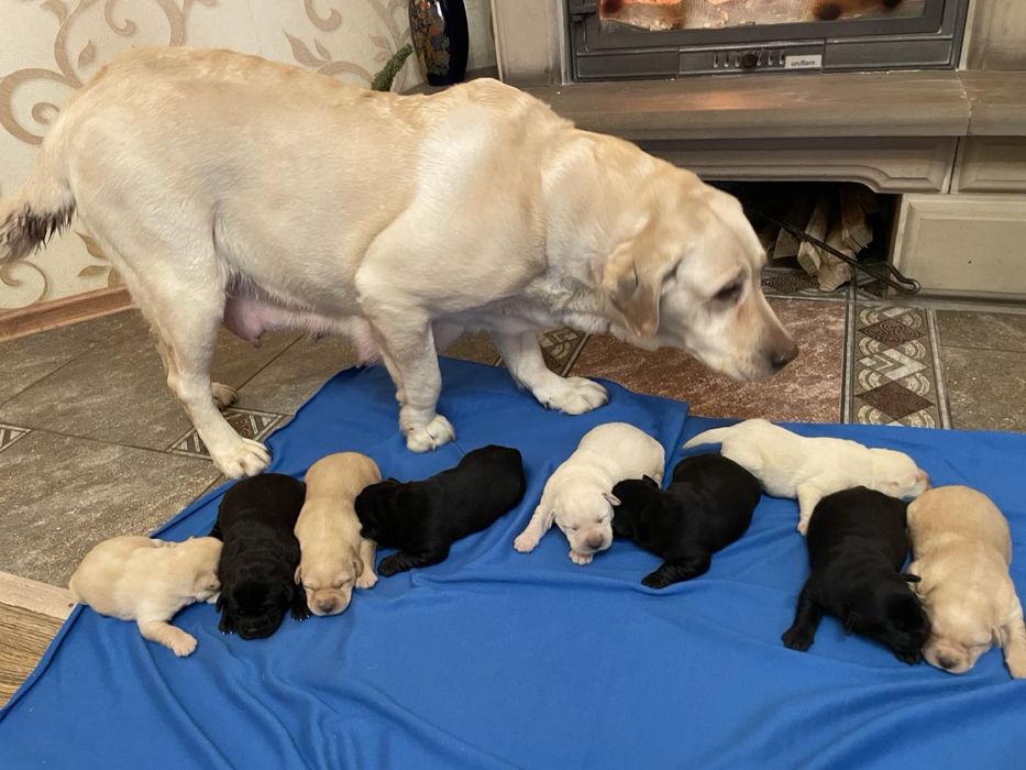 Лабрадор ретривер