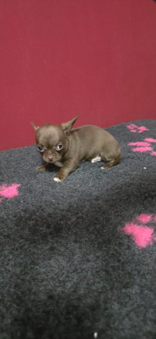 Chihuahua mini cabeça de maça