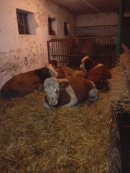 Odsadki byczki byki jałówki simental