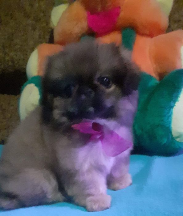 Малышка королевского пекинеса