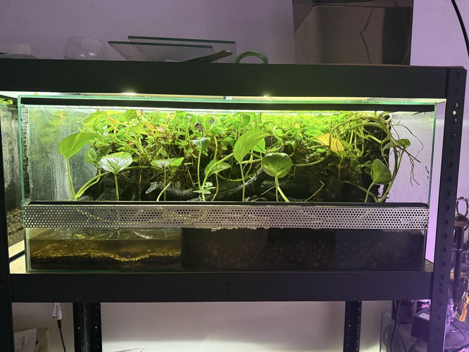 Terrarium Paludarium