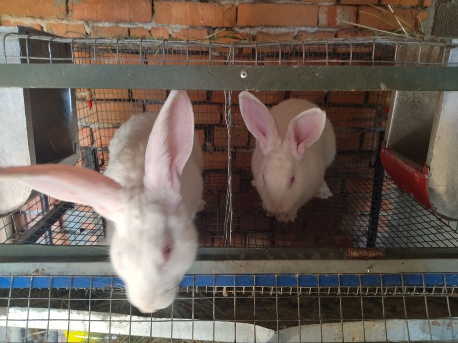 Кролі породи термонці