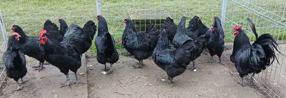 Jaja lęgowe australorp czarny