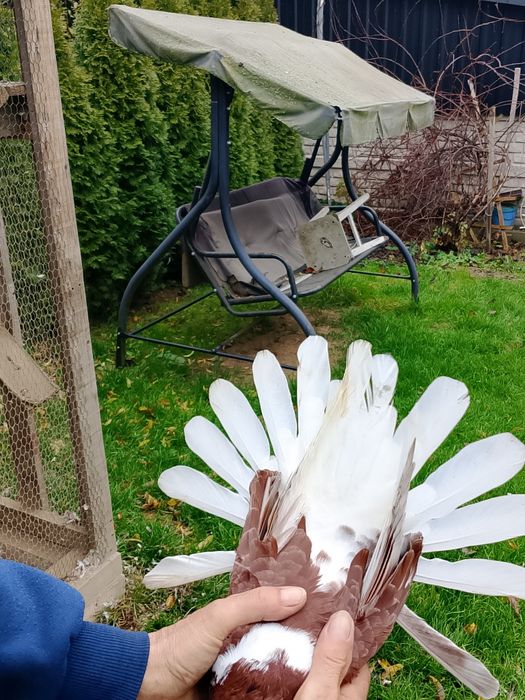 Orliki wiśniowe czerwone