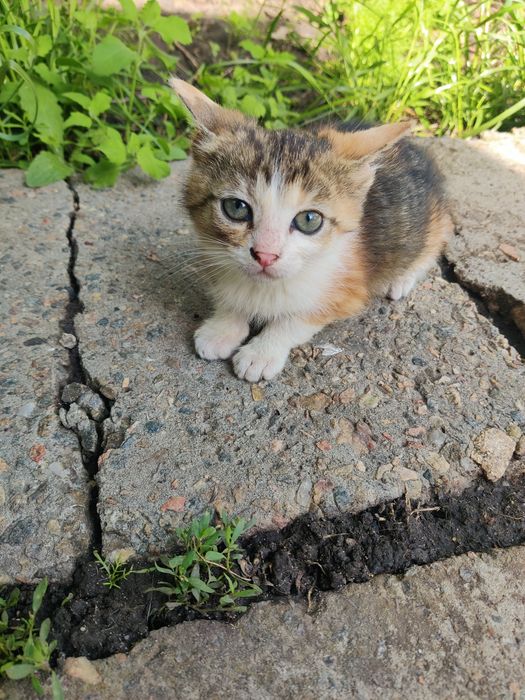 Отдам котят в добрые руки