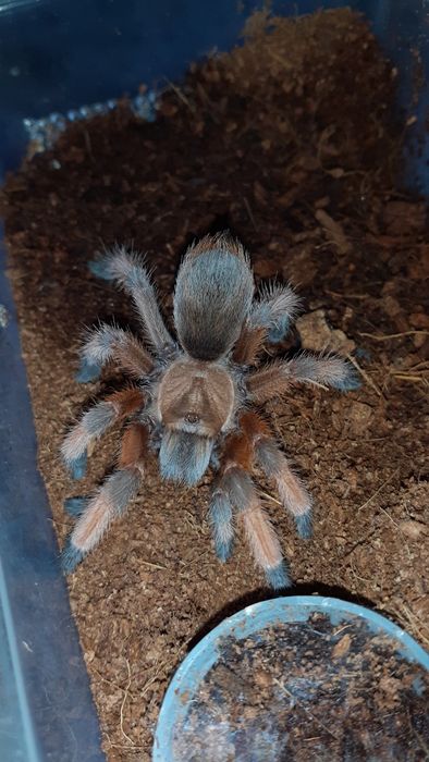 Aphonopelma moderatum 2,7dc samica