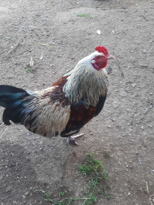 Faveroles  galo com menos de 1 ano