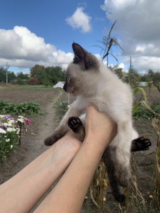 Кошеня киця сіамська