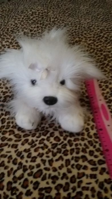 Біла пухнаста собачка