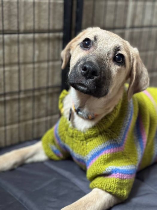 Цуценятко метис