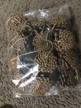 сосновые шишки . Соснові Шишки