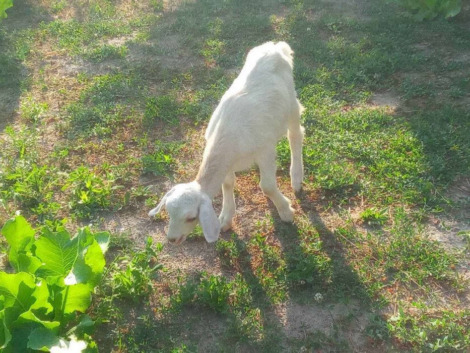 Козел для парування ваших кізочок