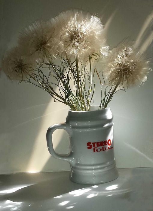 Семена Козлобородника красивое растение