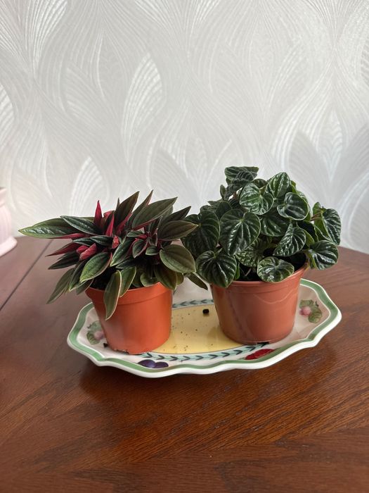 Пеперомия 2-х  видов