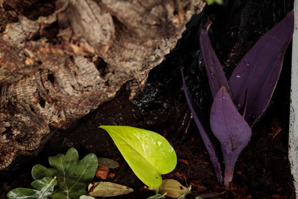 Terrarium paludarium vivarium