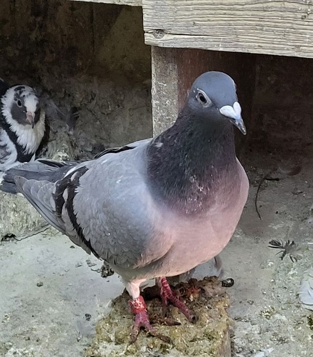 Samice gołębie pocztowe 2025