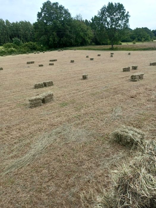 Siano Kostka w kostkach