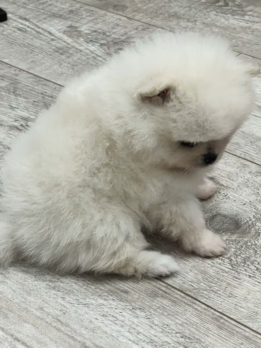 Кремова дівчинка ))