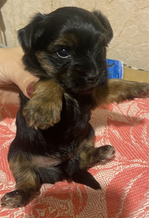 Хлопчик йоркширський тер‘єр