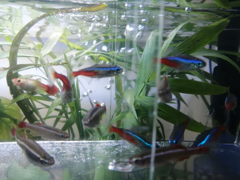 Peixes tetra neon para venda