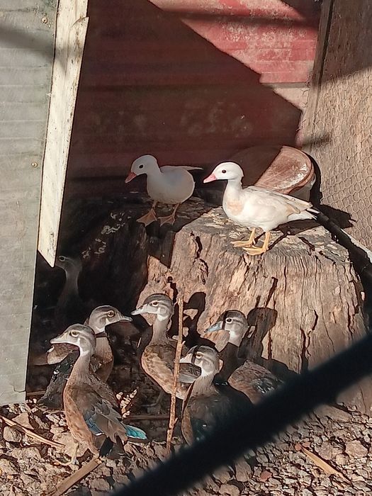 Patos mandarim branco ho