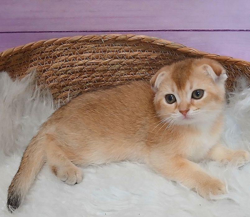 Кошеня золотої шиншили