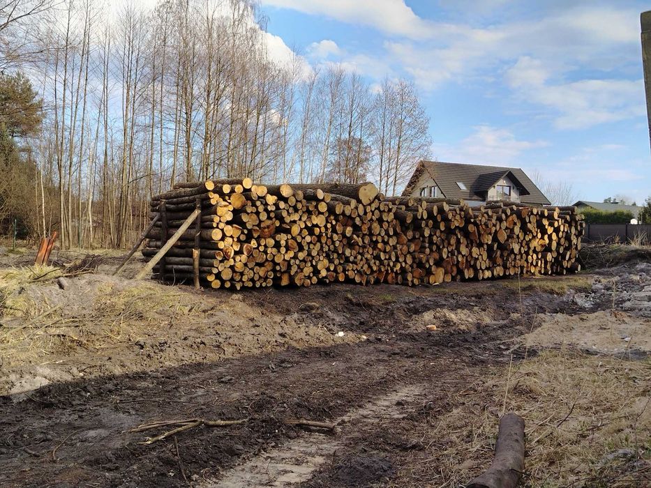 = Rezerwacja  = Olcha w walki i kłoda