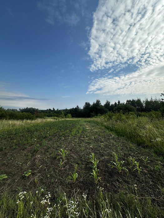 Фото ділянки