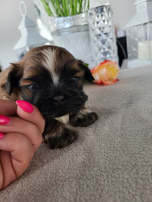 Chłopczyk shih tzu legalna Hodowla rodowód chip wyprawka