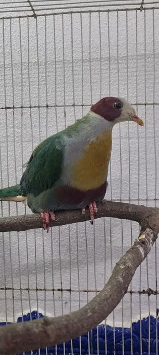 Pombo da fruta ocipitalis