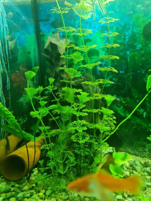 limnophila sessiliflora xxl