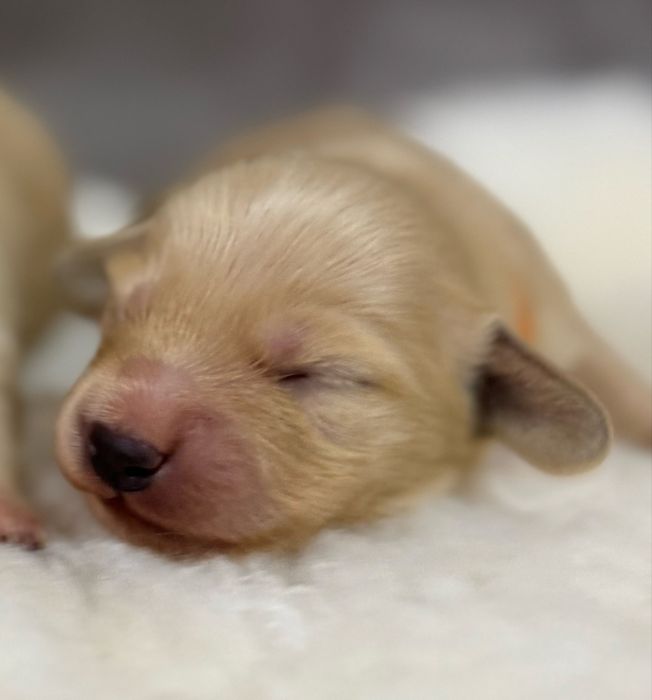 Jamnik Kremowy (English Cream) -  Rodzice Wolni od Chorób Genetycznych