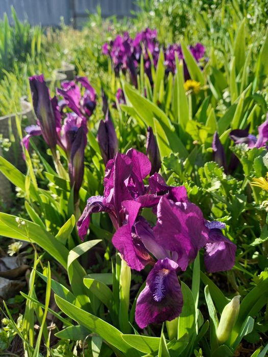 Іриси карликові ранні гіганти півники квіти рослини