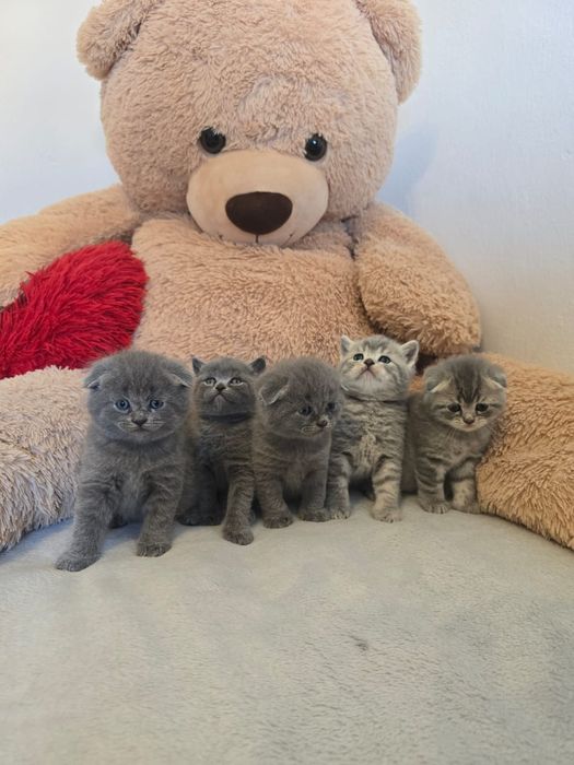 Scottish Fold/Scottish straight